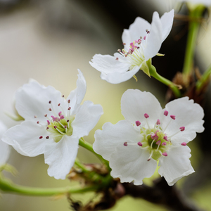 勒出唇形的女星
